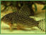 Corydoras sterbai