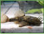Ancistrus sp.