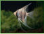 Pterophyllum altum peru