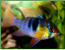 Mikrogeophagus ramirezi