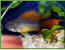 Apistogramma cacatuoides