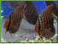 Symphysodon aequifasciatus