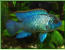 Aequidens pulcher spec. neonblue